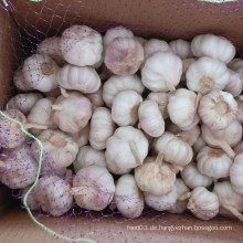 Frische neue Ernte chinesischen Knoblauch für Brasilien Markt